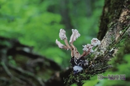 金蝉花的花语是什么？