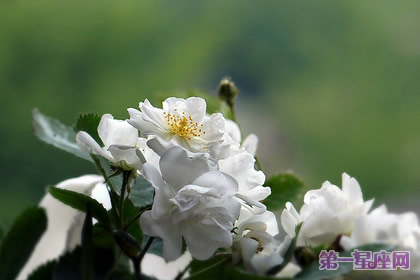 白色蔷薇花：代表着纯洁的爱情