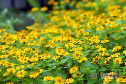 8月9日生日花：泽菊，生日花语信仰