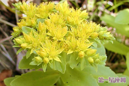 8月28日花语：秋麒麟草，生日花语起伏