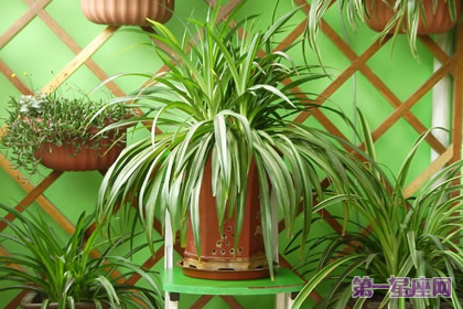 盘点什么花防辐射最好？