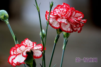 三八节送几朵康乃馨