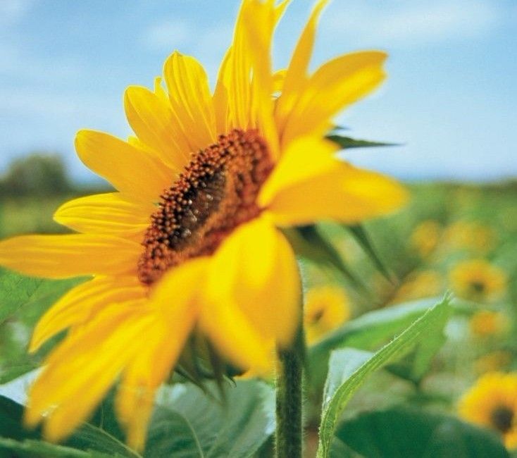 关于向日葵的传说？