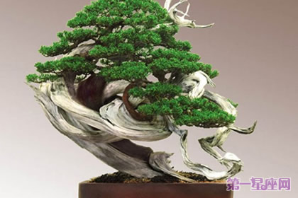 12月13日花语：侧柏，生日花语根源