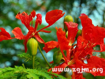 凤凰花的花语