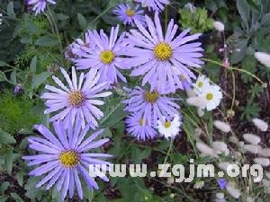 欧洲蒲菊的花语