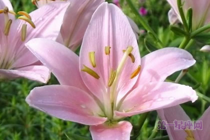 水仙百合的花语：喜悦、期待相逢