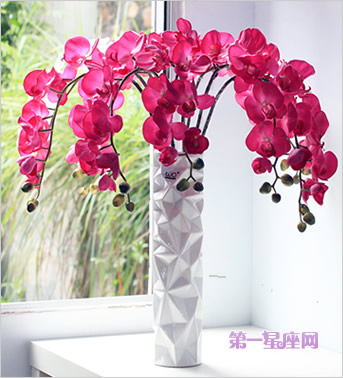 祝贺生孩子送什么花合适？-蝴蝶兰