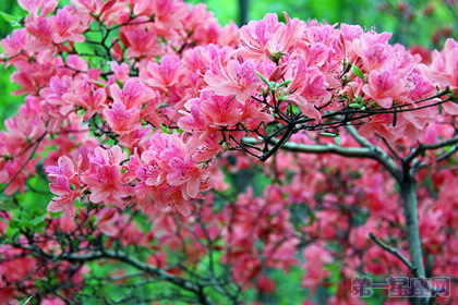 杜鹃花的花语及传说