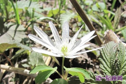 多被银莲花的花语