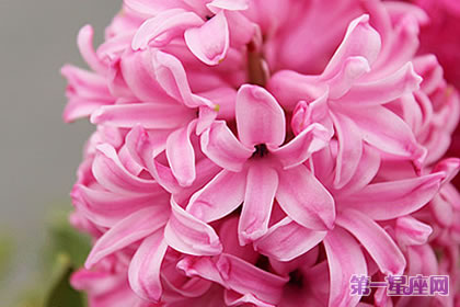 风信子花语，粉色风信子花语代表着什么