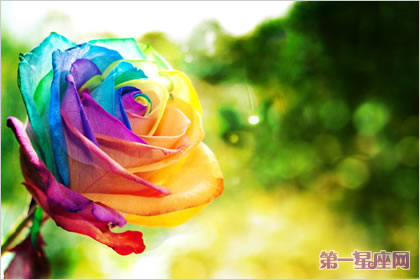 玫瑰花语：彩虹玫瑰的花语是什么？