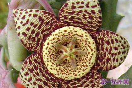 豹皮花的花语：有危险，时刻警戒状态