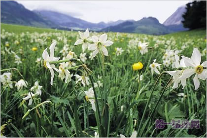 3月6日花语：野生水仙花，生日花语崇拜