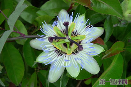 时钟花的花语及传说故事 