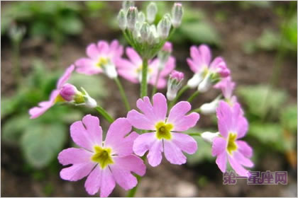 2月16日生日花：西洋獐耳，生日花语贤者    