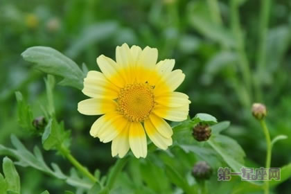 3月3日生日花语：茼蒿，生日花语丰富