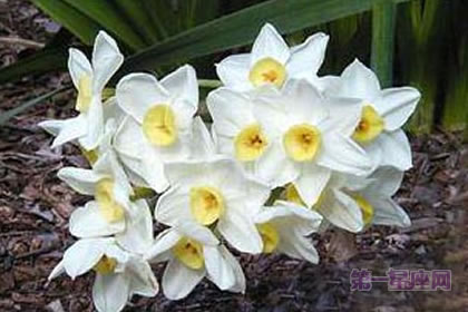 3月16日花语：纯白水仙，生日花语陶醉
