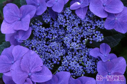 爱情花语：什么花代表不变的爱？