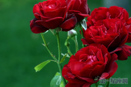 世界四大切花：月季、菊花、香石竹、唐菖蒲