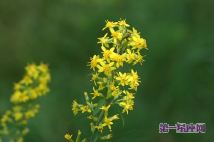 花语：秋麒麟草，生日花语孤独