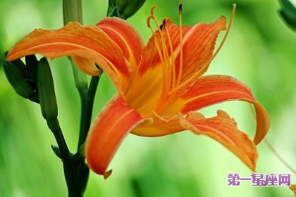 7月4日花语：一日百合花，生日花语激情