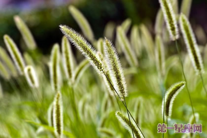 8月19日花语：猫尾草，生日花语计画