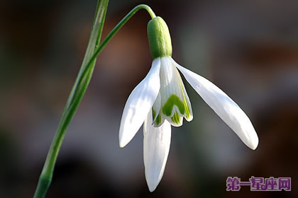 花语：雪花莲，生日花语海风