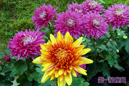 花语：秋菊，生日花语晚热