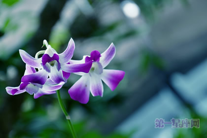 世界上什么花最漂亮？