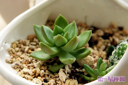 盘点什么花防辐射最好？