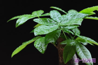 植物花语：发财树的花语