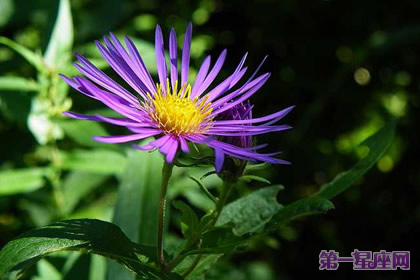 花语：紫苑花，生日花语中和