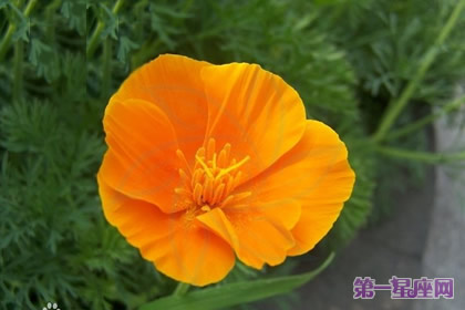 各种花的花语：花菱草的花语