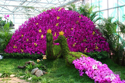 详解：蝴蝶兰的历史和文化背景