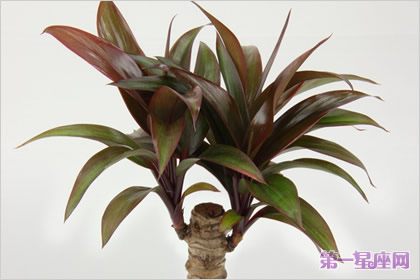 朱蕉的花语和象征代表意义