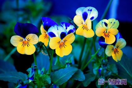 三色紫罗兰的花语是什么？