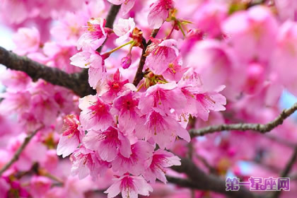花语：冬樱花，生日花语东方的神秘